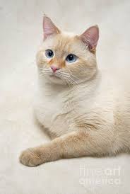 Siamese cats have very distinct patterns called points. Flame Point Siamese Cat By Amy Cicconi Siamese Cats Cats Kittens