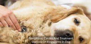 treatment options of ringworms in dogs