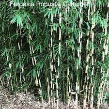 When you choose the bamboo to grow, it is not enough to choose the one looks the most visually interesting to you. Fargesia Robusta Campbell Fargesia Robusta Campbell Hardy Hedging And Screening Bamboo Scotland Uk
