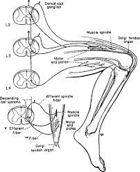 upper and lower motor neurons