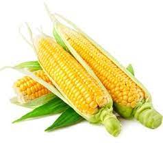 Maize Definition and Economic Importance