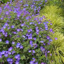 14 the depth of the water has an effect on how long the races last. Top 10 Long Blooming Perennials Great Garden Plants