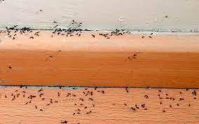 how to prevent a sugar ant infestation
