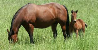 pregnant mare nutrition during late