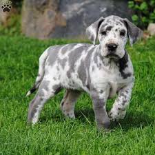 How much do great dane puppies cost? Linda Great Dane Puppy For Sale In Indiana Greatdanepup Great Dane Puppy Dane Puppies Puppies