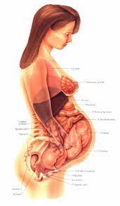 The major muscles of the abdomen include the rectus abdominis in front, the external obliques at the sides, and the latissimus dorsi muscles in the back. Pin On Pregnancy