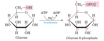 Glycolysis All Steps With Diagram Enzymes Products