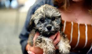 all about shih poo health issues