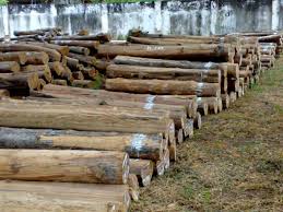 Hasil gambar untuk JASA IMPORT KAYU