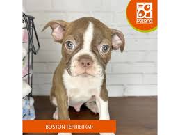 chocolate boston terrier puppies