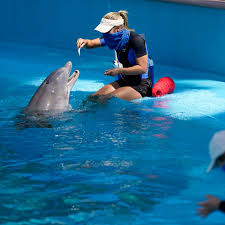 inside the murky world of dolphin therapy