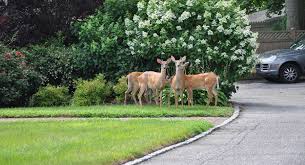 keep deer out of your garden or yard