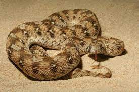 are australian snakes the deadliest in