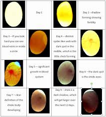 Chicken Egg Growth Chart Bedowntowndaytona Com