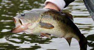 Colloquial names include black bass. Great Places For Bass Fishing In Minnesota Explore Minnesota