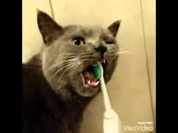 How to brush cat teeth and gums in this free feline dental health video. My Cat Is Stealing Toothbrush Cats Brushing Teeth Animals