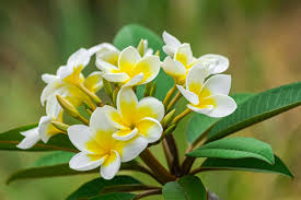 how to get your plumeria to bloom get