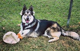 An alaskan shepherd got her name from her parent breeds, the german shepherd and alaskan malamute. How Much Does An Alaskan Shepherd Puppy Cost Siri Pet