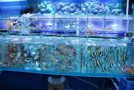 Things to do near interactive aquarium. Hong Kong Lfs Local Fish Street General Discussion Nano Reef Community