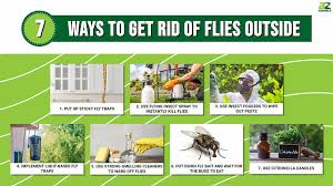How To Get Rid Of Flies Outside