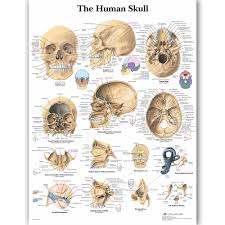 Us 10 64 5 Off Wangart Human Anatomy Chart Poster Map Canvas Painting Wall Pictures For Medical Education Doctors Office Classroom Home Decor In