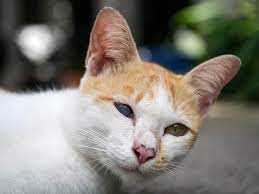 iris atrophy in cats signs causes