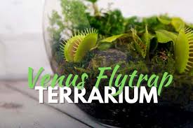 diy venus flytrap terrarium
