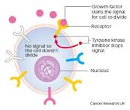 what-stops-cancer-cells-from-growing
