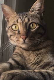 Westhoff says the tiger grabbed the girl's hand, then got spooked and bit her. Lost Cat Bengal Cat In Richmond Va Lost My Kitty