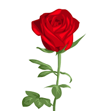 red rose flower 22538095 png