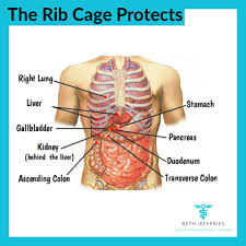 The ribs are a set of twelve paired bones which form the protective 'cage' of the thorax. The Rib Cage The Rib Beth Jefferies Therapy Facebook