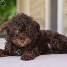 luna toy poodle puppy in ohio