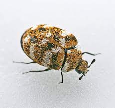 carpet beetles treatment types abc