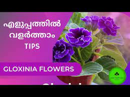 Beautiful Gloxinia Flowers Care And