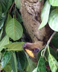 Maybe you would like to learn more about one of these? Snapshot Philippine Flying Lemur Studia Mirabilium