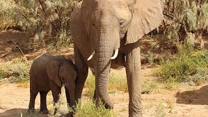 African Elephants Wwf
