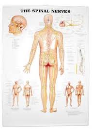 Anatomical Chart Company 1587792052 Mckesson Medical Surgical