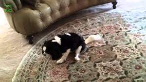 why does my dog roll on the carpet 10