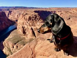dog friendly things to do in arizona