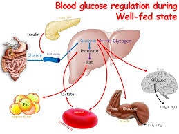 Regulation Of Blood Glucose Levels