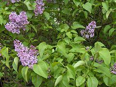 Lilacs will tolerate some shade, but too little light can limit their bloom. Syringa Vulgaris Wikipedia
