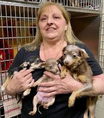 shelter rescues 54 chihuahua
