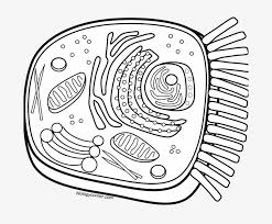 Animal cell answer key page coloring pages for 17. Cell Coloring Worksheet Animal Cell Coloring Dog Face Plant Cell Coloring Transparent Png 678x600 Free Download On Nicepng