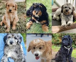 Find out more about the breed, plus we'll give you some tips on finding a reputable breeder of. Types Of Goldendoodle Colors With Pictures We Love Doodles