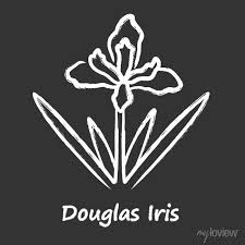 Douglas Iris Plant Chalk Icon