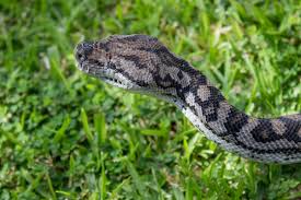 inland carpet python images browse