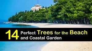 Trees For The Beach And Coastal Garden