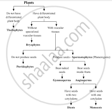 Draw A Flow Chart Showing Classification Of Kingdom Plantae