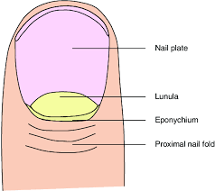 basic anatomy of the nail unit dorsal