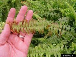 boston fern browning what to do for